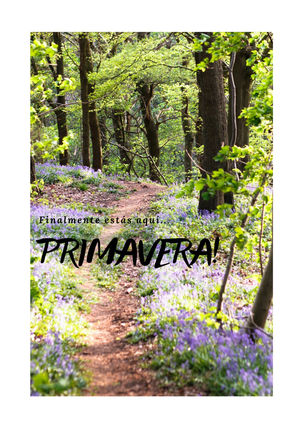 spring-hyacinths-forest