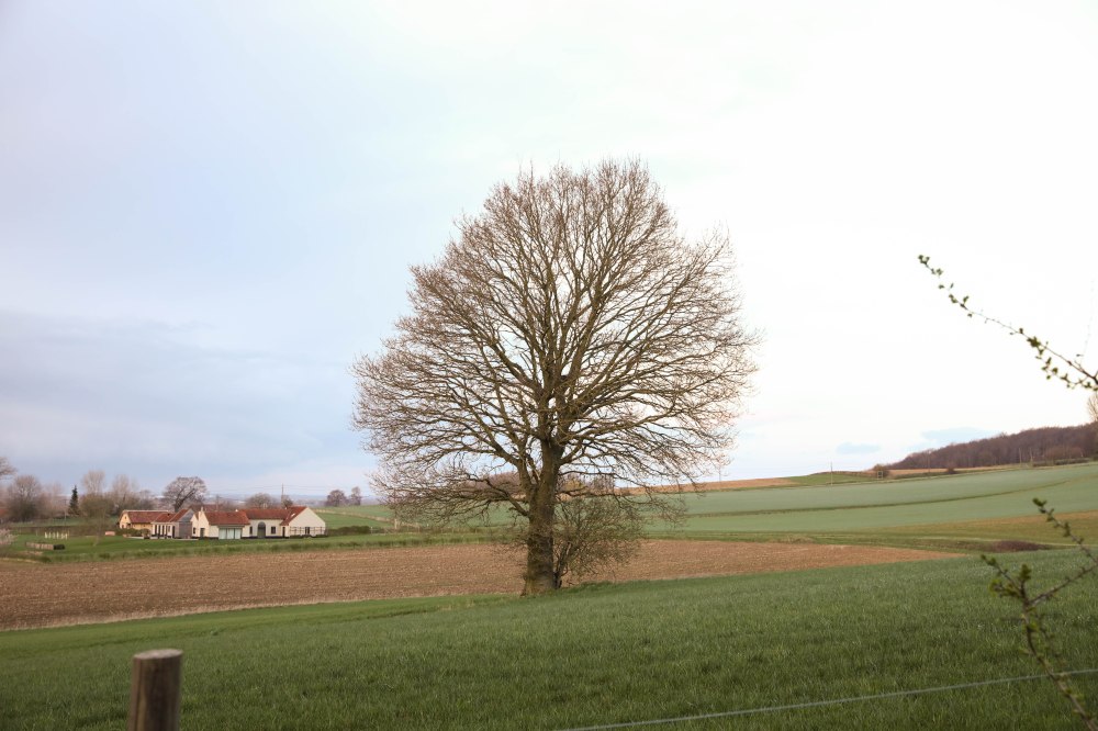 tree-spring-claudialeclercq