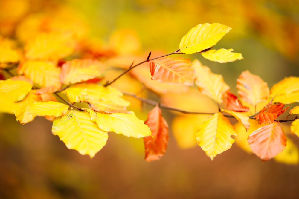 autumn-claudialeclercq-automne2