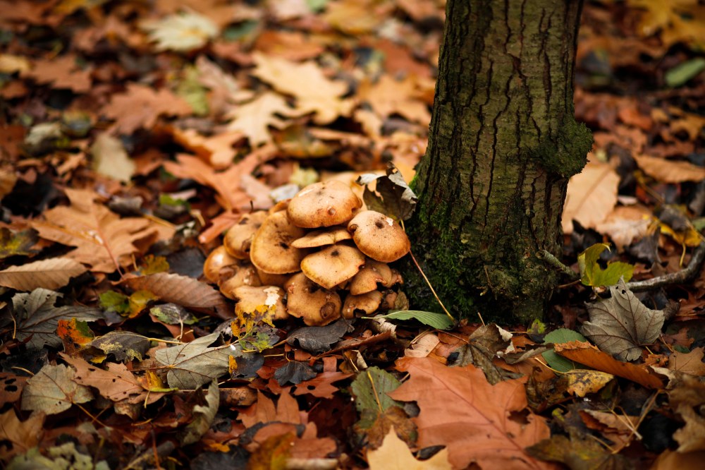 autumn-claudialeclercq-automne5