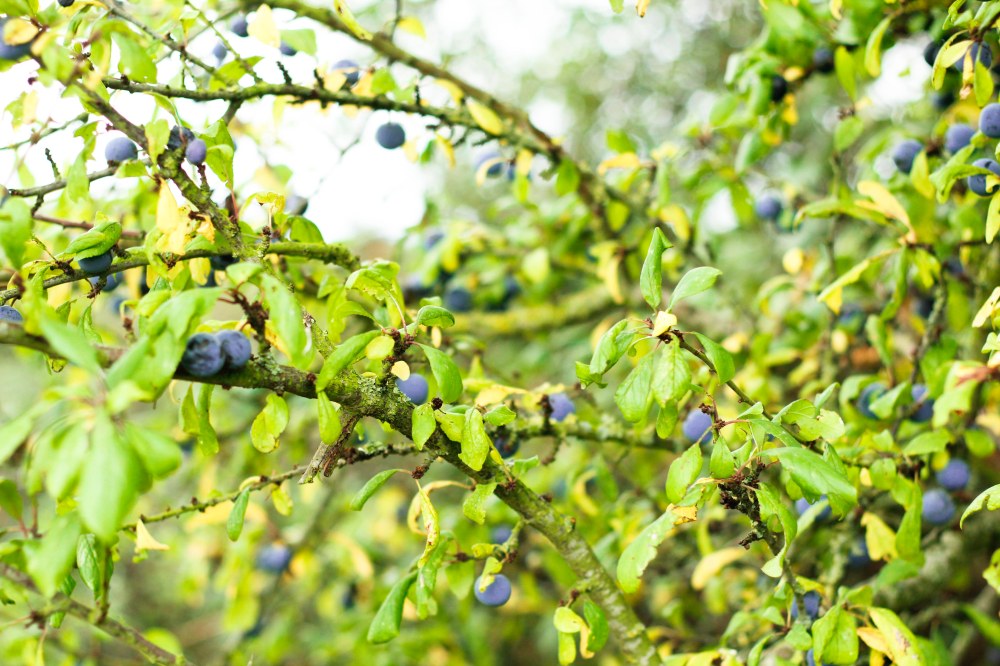 sloeberry-prunelles-claudialeclercq2