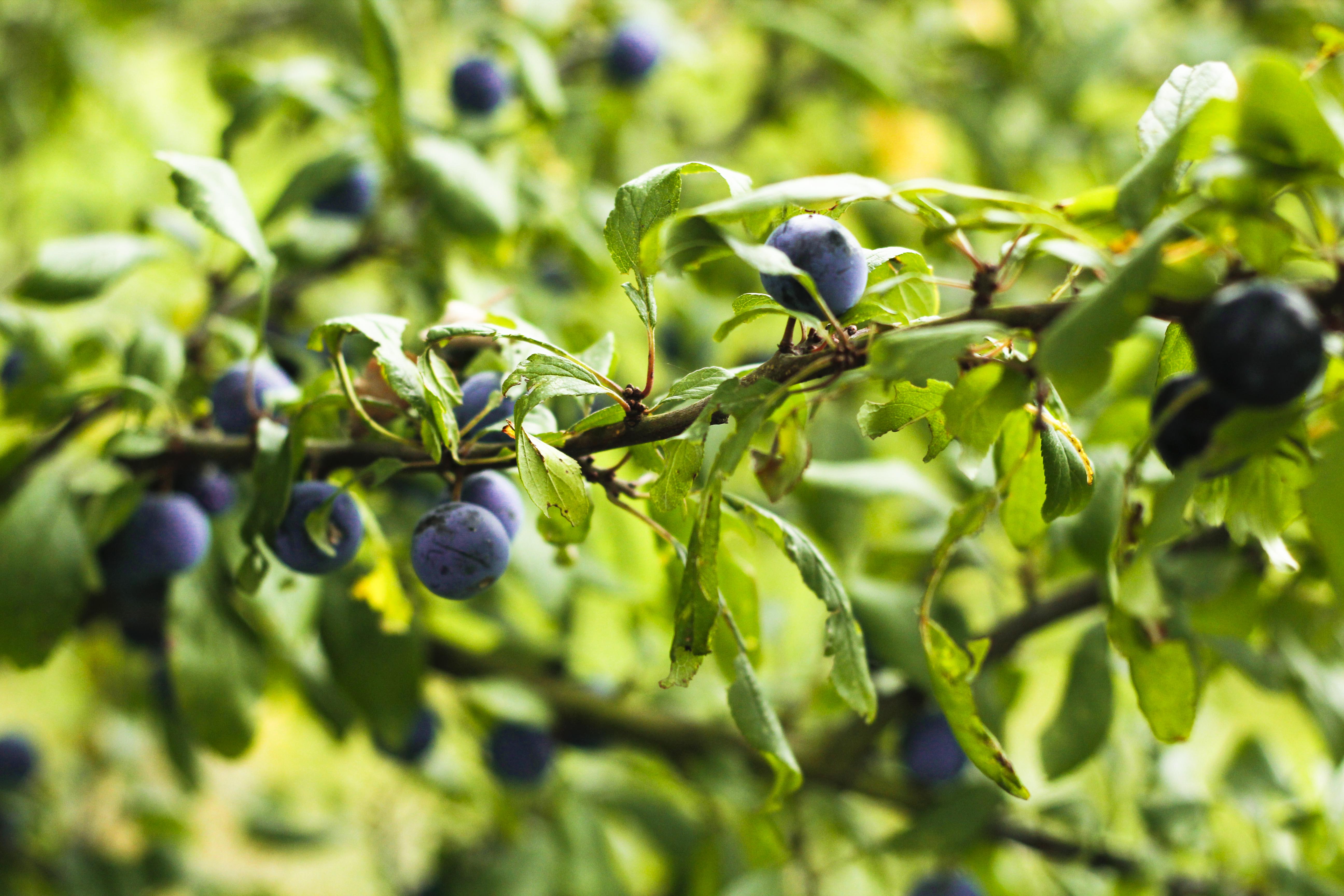 sloeberry-prunelles-claudialeclercq4