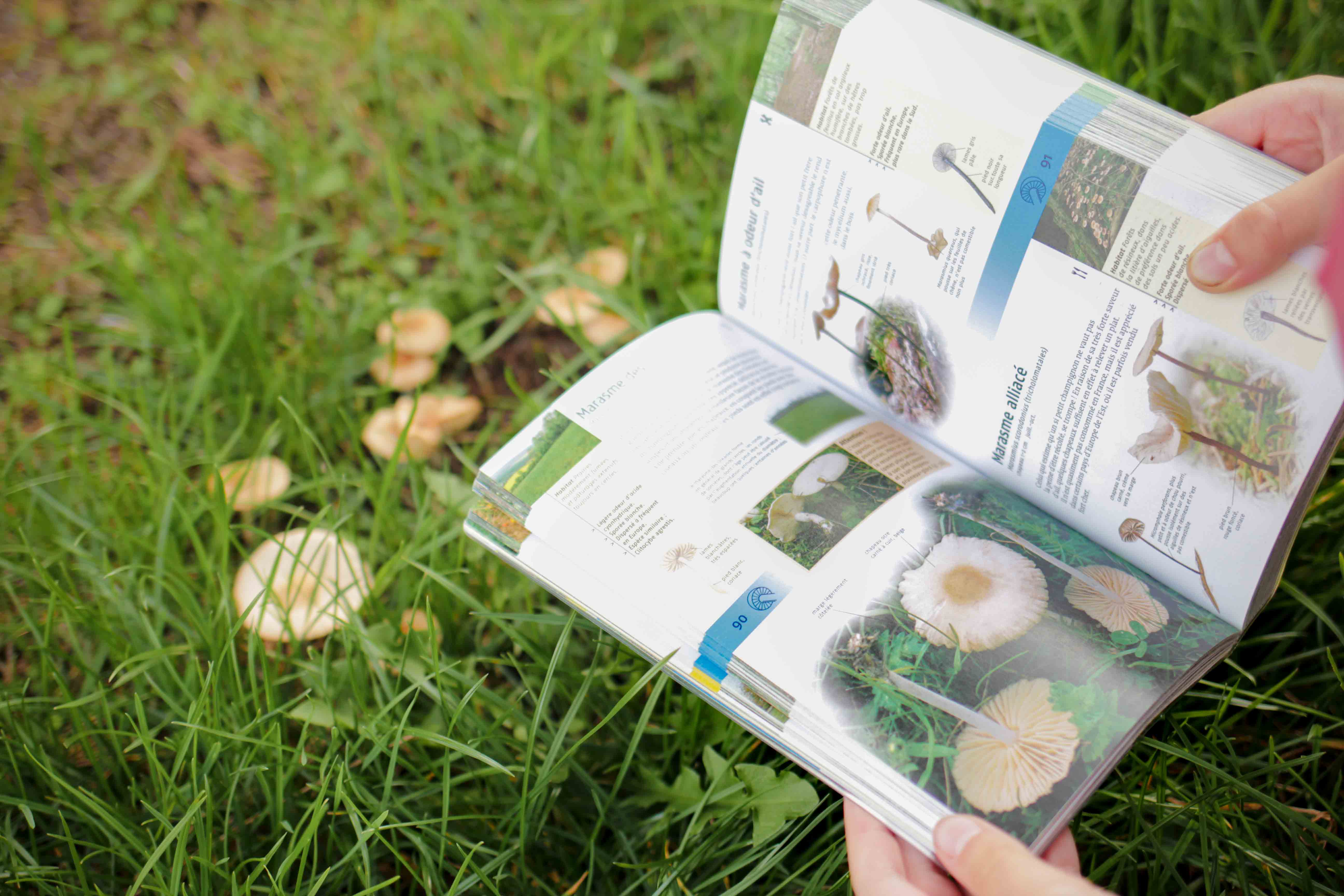 claudialeclercq-edible mushrooms-champignons comestibles_-15