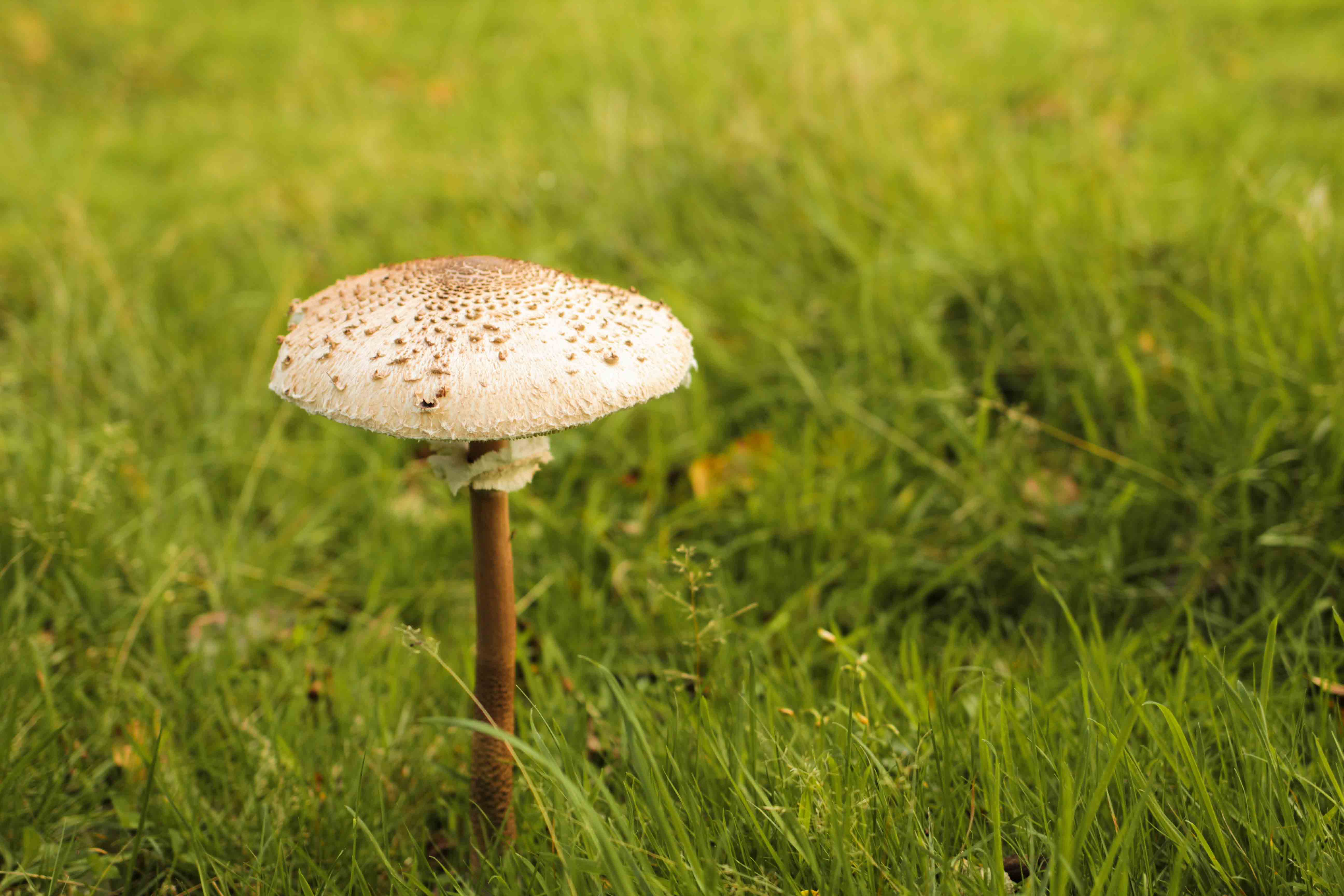 claudialeclercq-edible mushrooms-champignons comestibles_